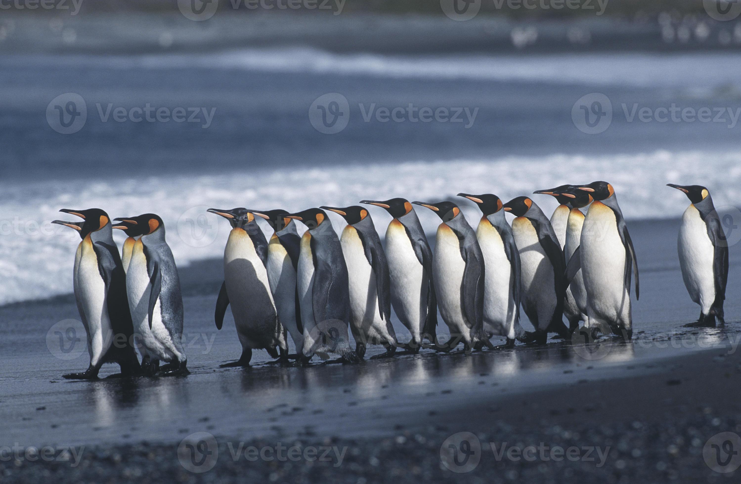 pingüinos rey foto