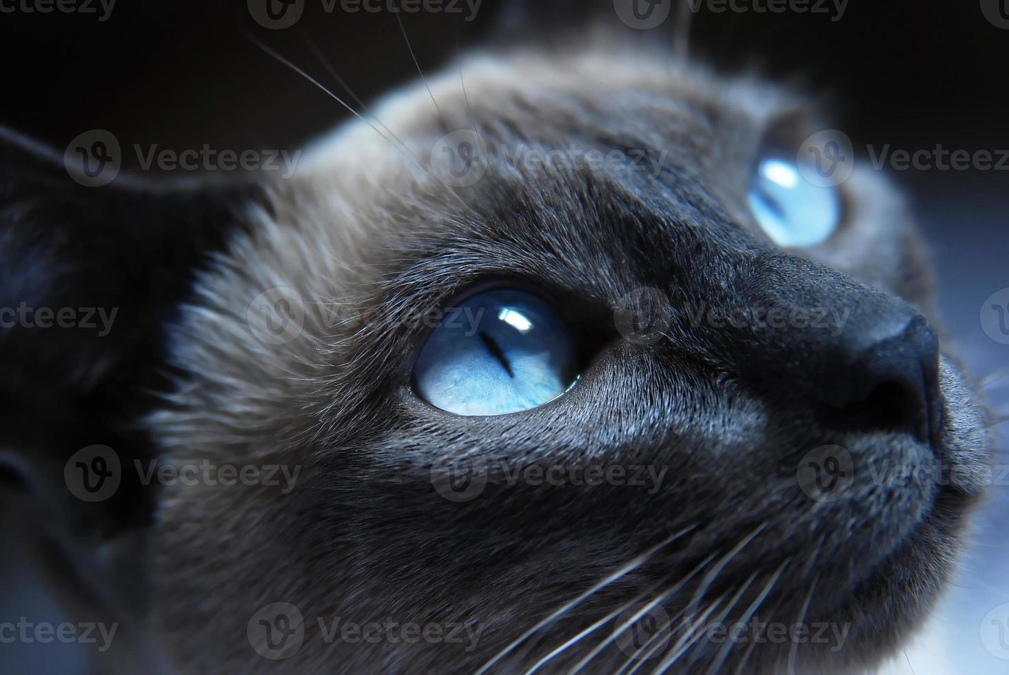 Siamese Cat photo