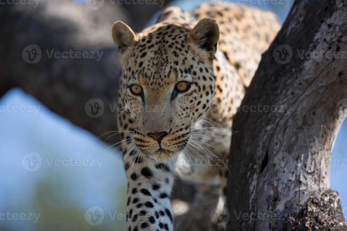 leopardo foto