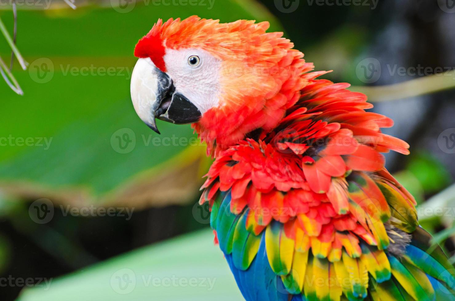 hermoso pájaro guacamayo foto