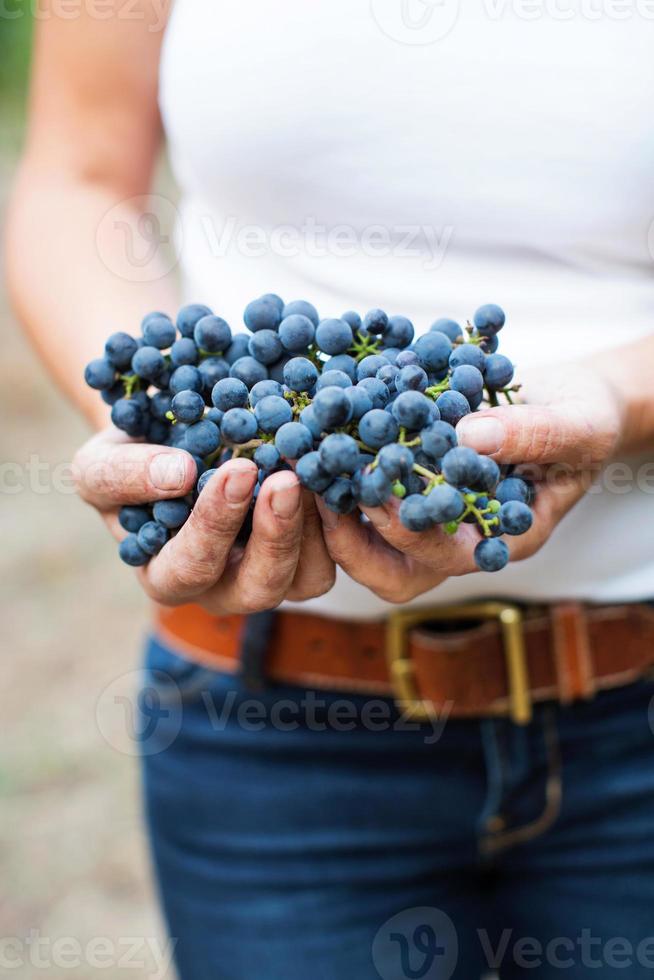 Winemaker holding Cabernet Sauvignon grapes photo