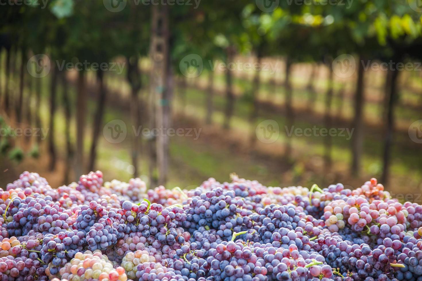 Grape harvest photo