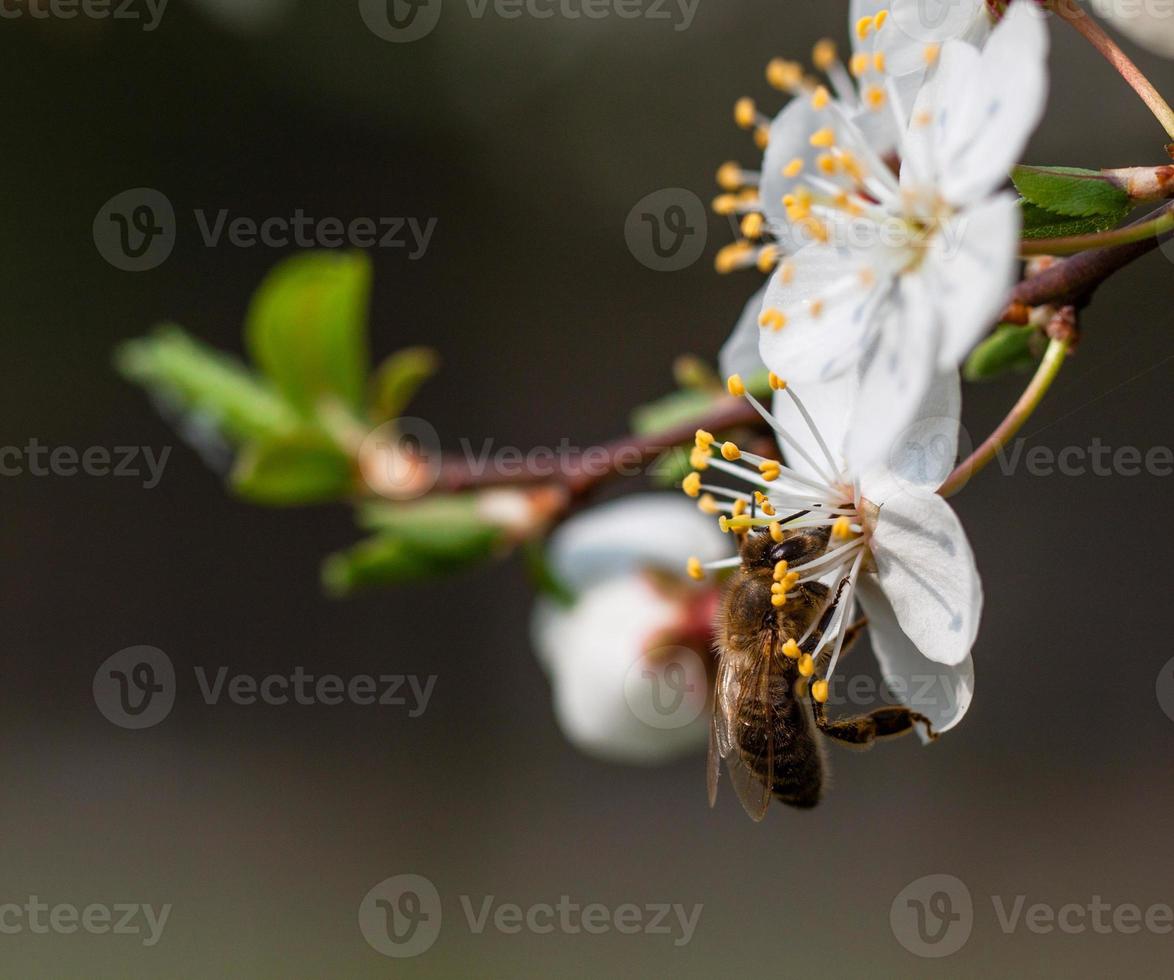 abeja recoge polen. foto