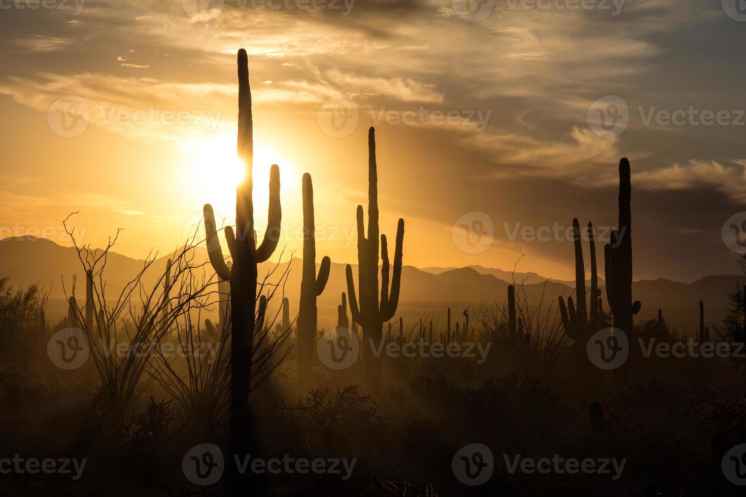 Siluetas de cactus saguaro contra los cielos dorados del atardecer, Tucson, az foto