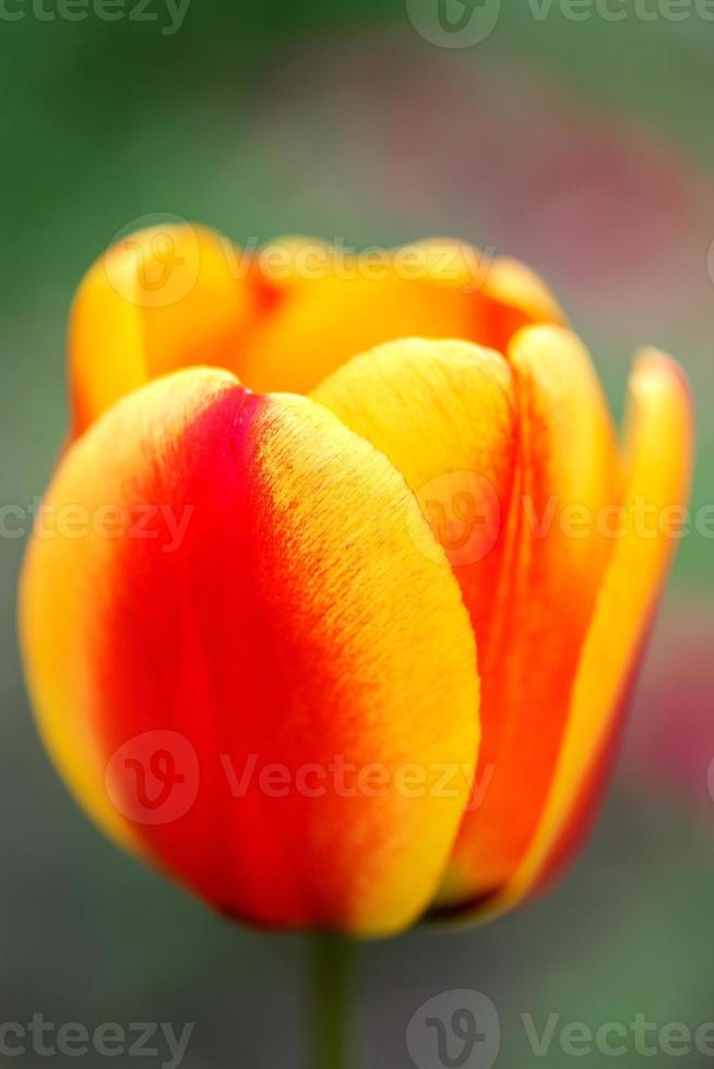 Beautiful flowers red yellow tulip. Close up photo