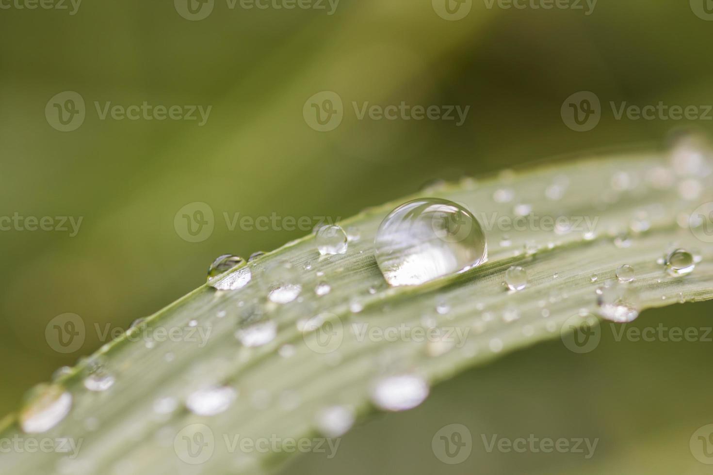 An image of grass with rain drops photo