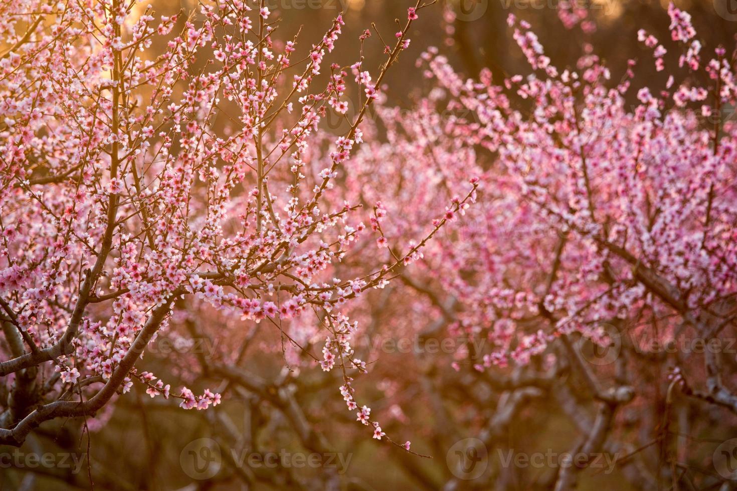 Peach Trees in Bloom at Sunset photo