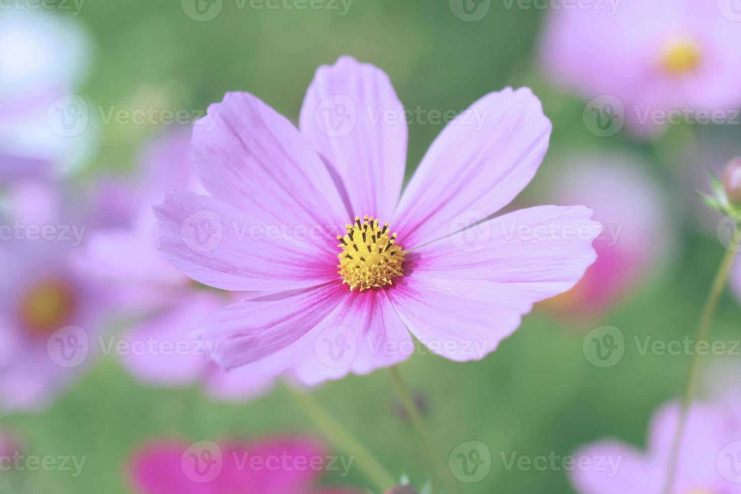 Pink Cosmos vintage style photo