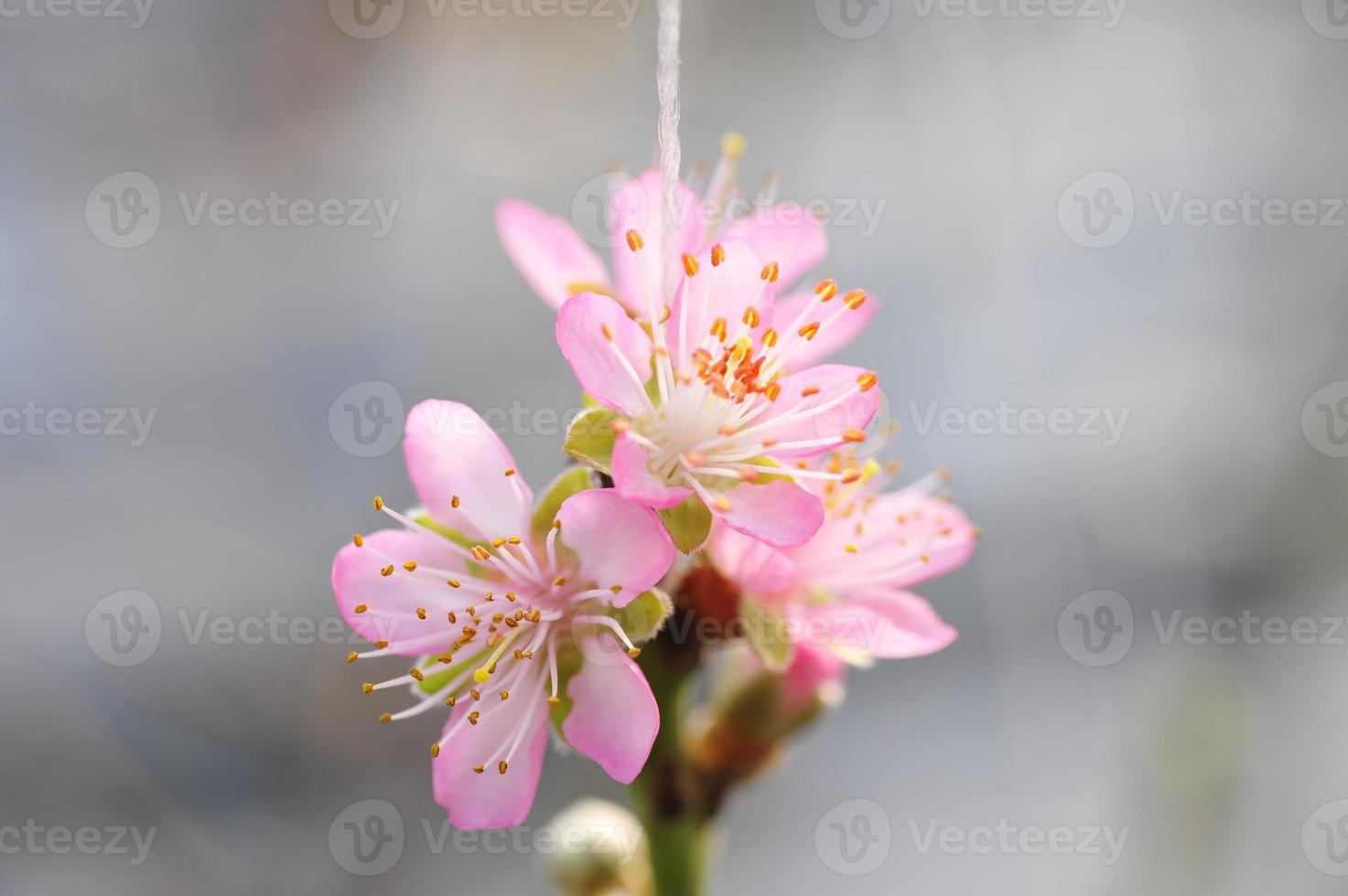 The peach blossom in the greenhouses photo