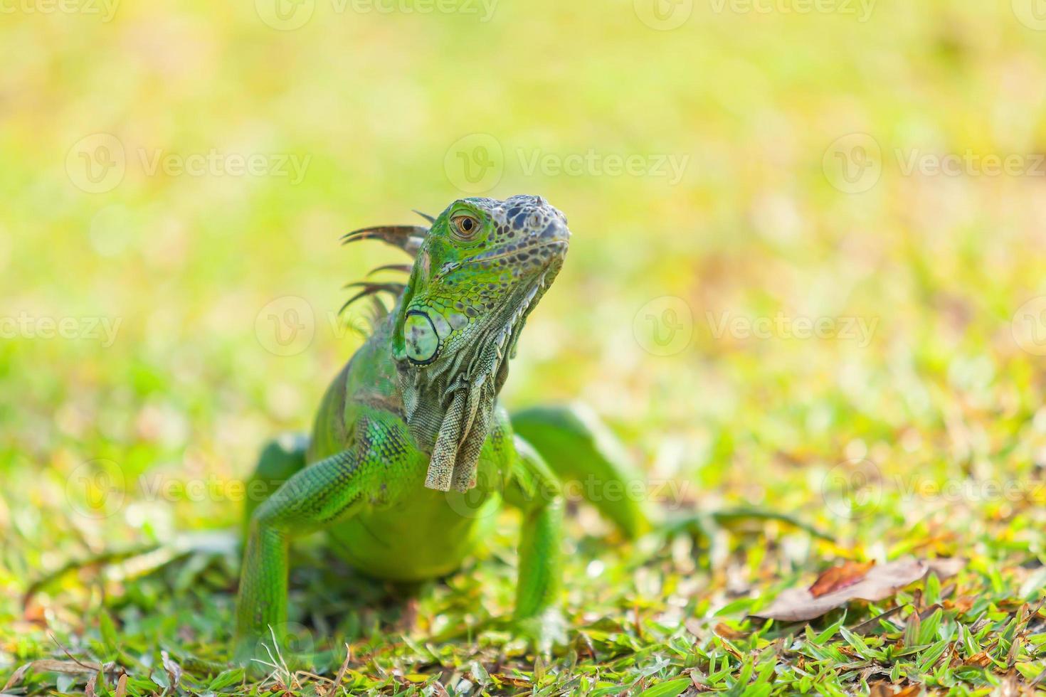 iguana foto
