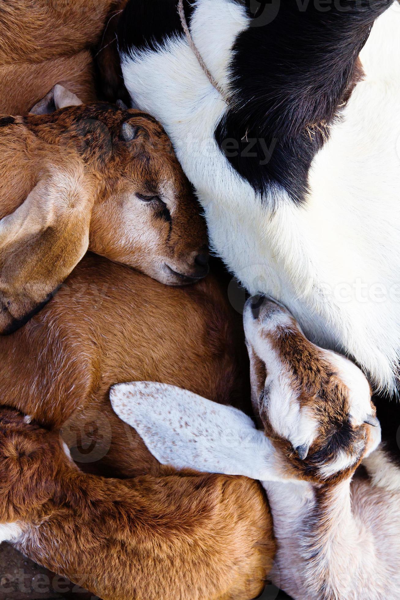baby goat sleep in the farm 714655 Stock Photo at Vecteezy