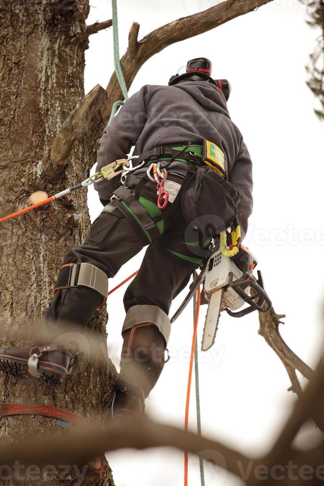 Arborist climbing tree 714973 Stock Photo at Vecteezy
