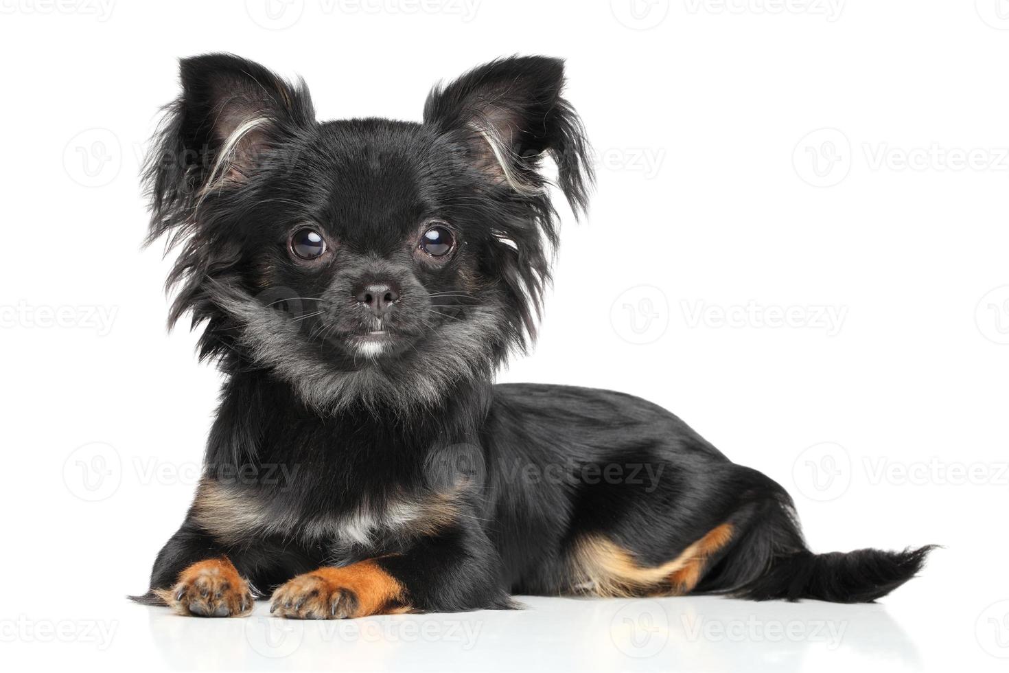 Long Haired Chihuahua Puppy 715336 Stock Photo At Vecteezy