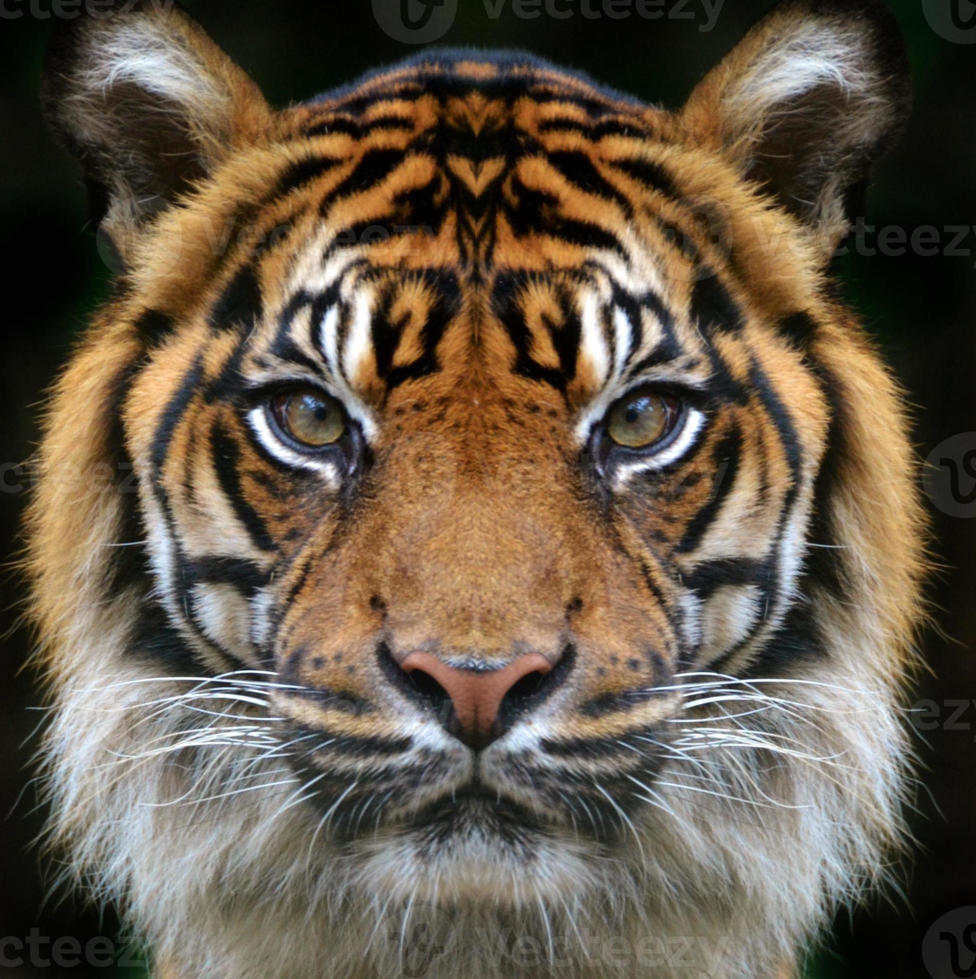 Tiger Face On Black Background Stock Photo