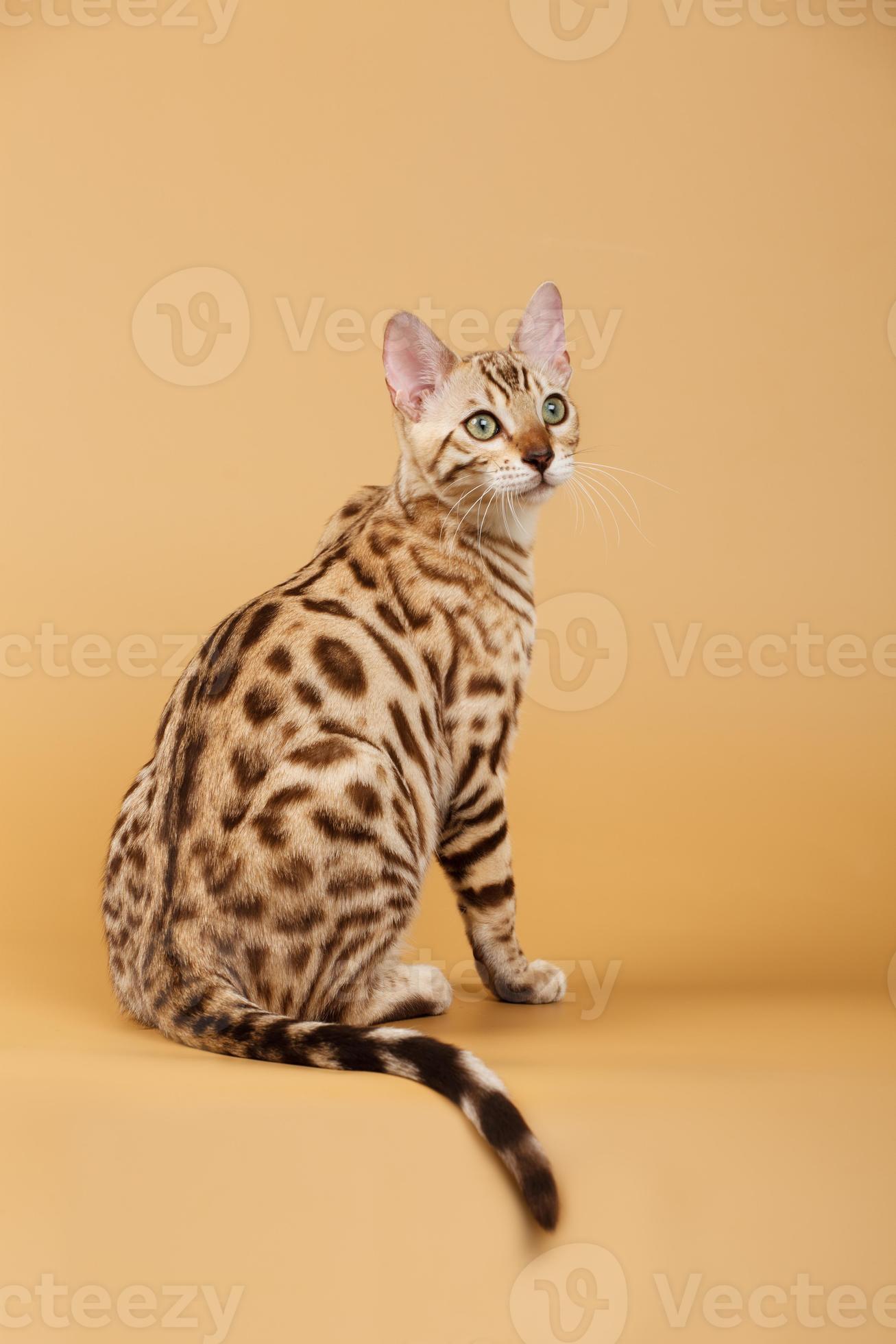 Bengal Cat 715431 Stock Photo At Vecteezy