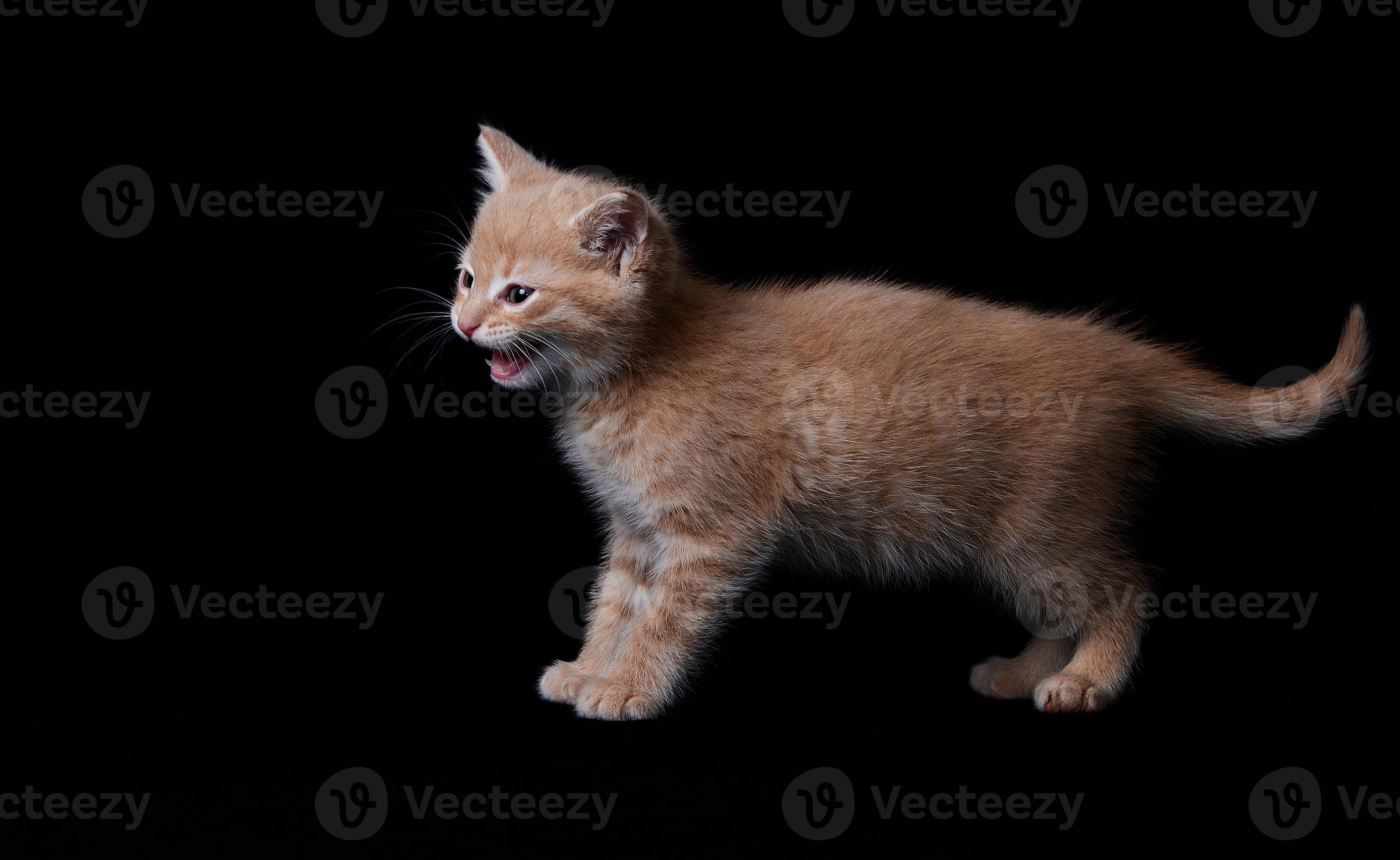 Chaton Roux Tigre Sur Fond Noir Qui Miaule Stock Photo At Vecteezy