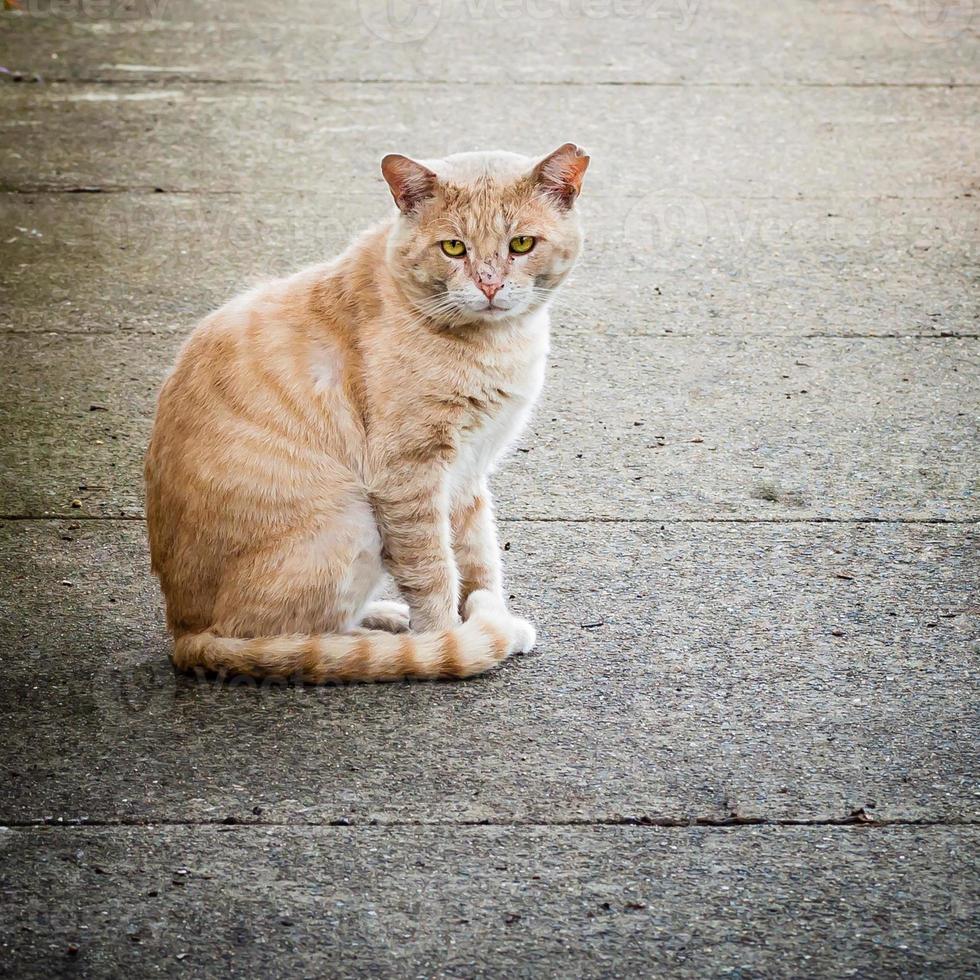 cicatrizado y descuidado gato callejero salvaje jengibre macho en la calle foto