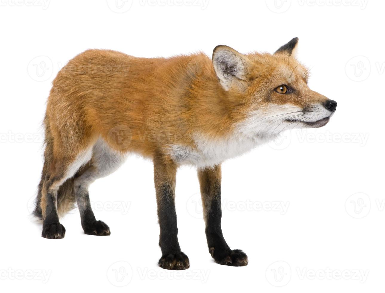 Red fox (4 years) photo