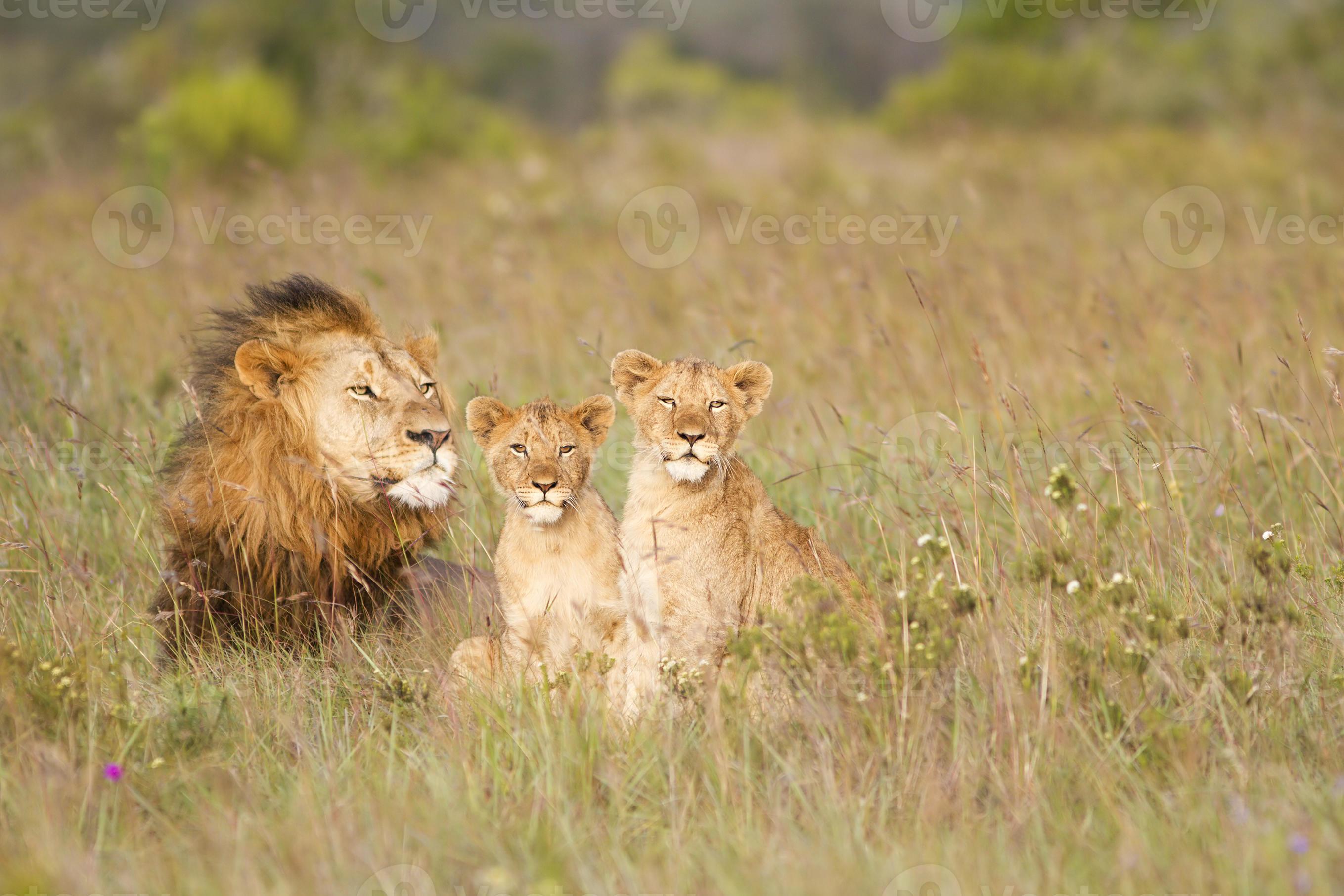 jóvenes cachorros de león y padre foto