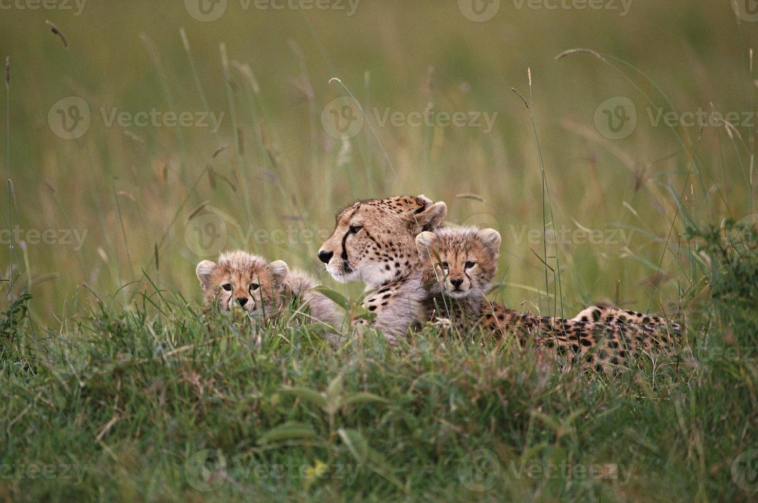 African Lion and Cubs photo