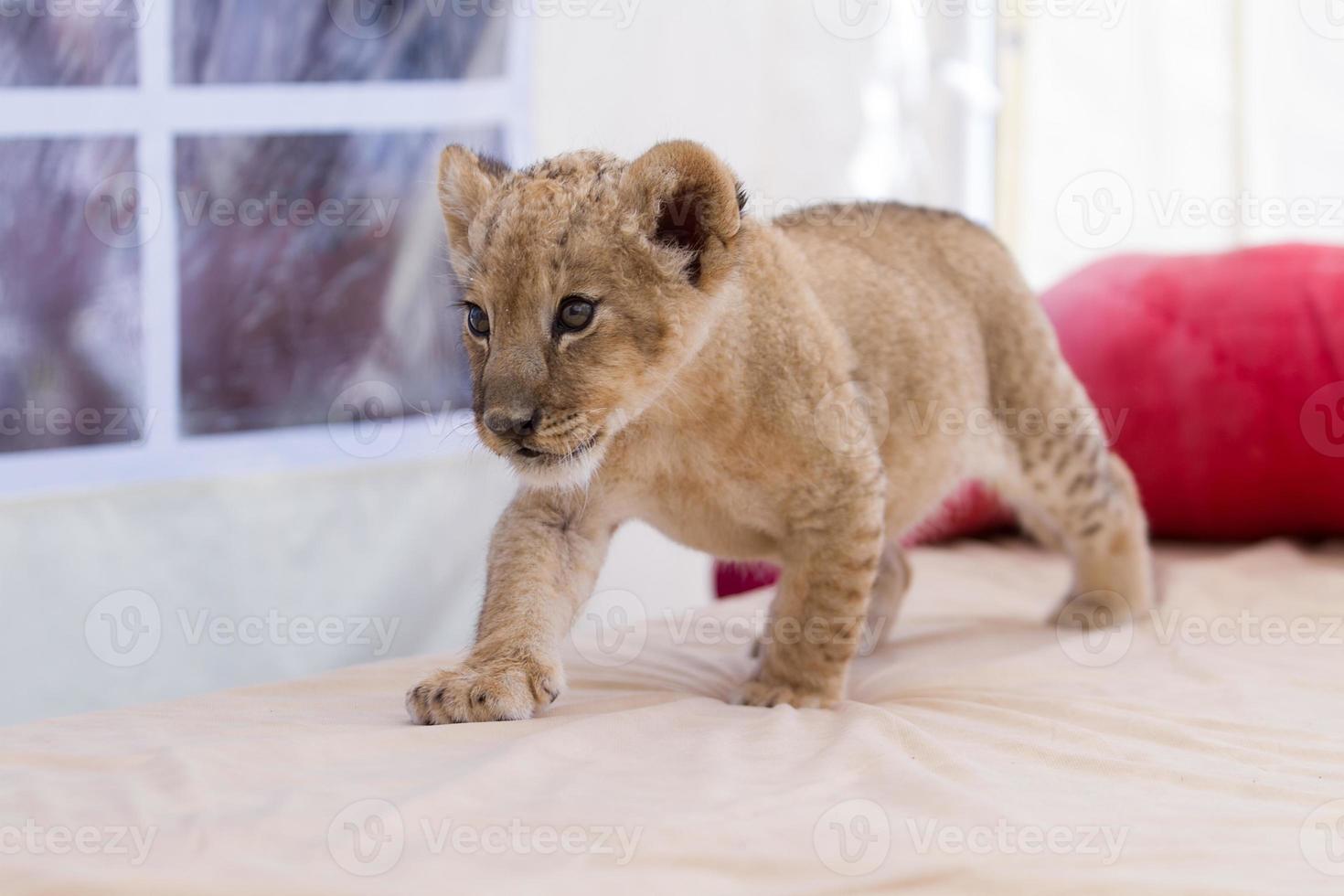 Cute little lion cub photo