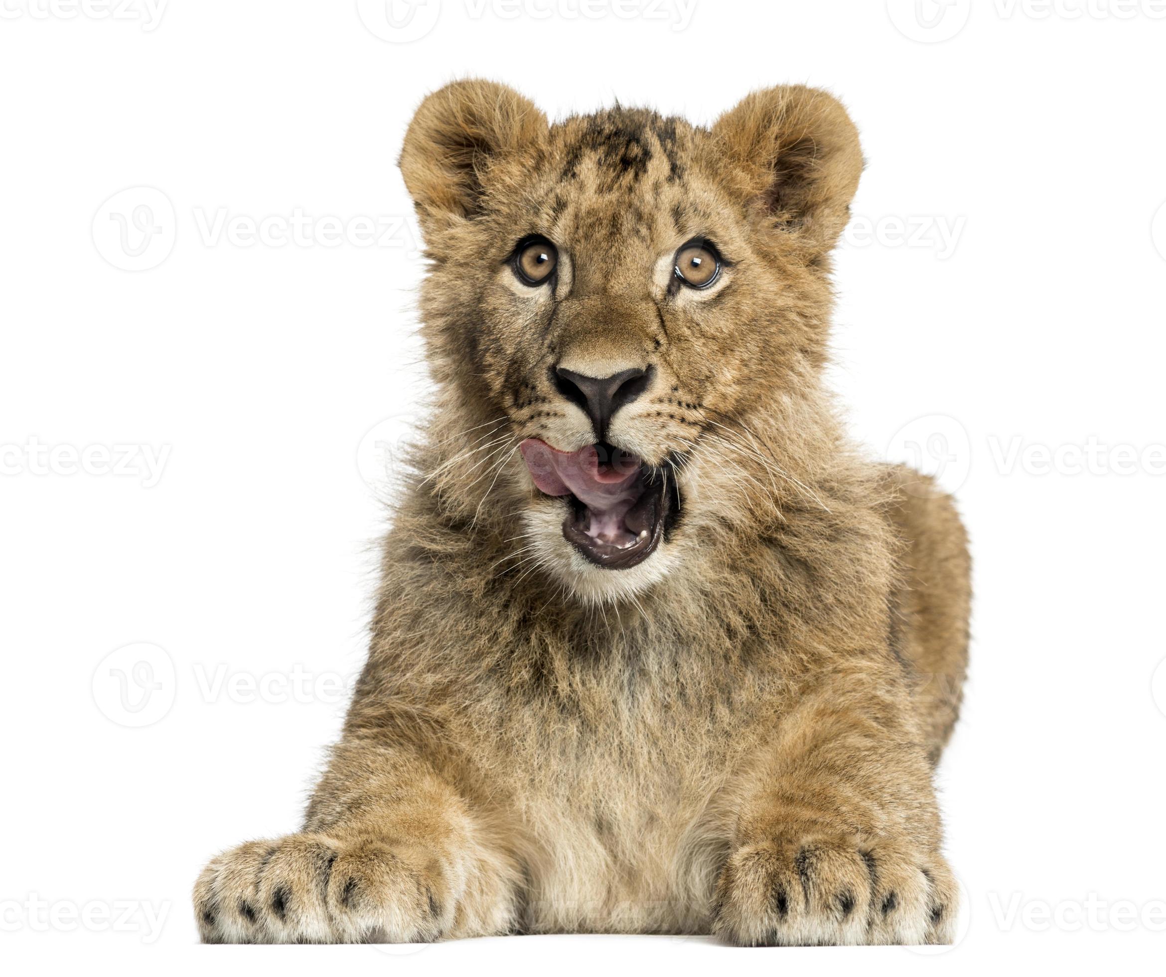 Lion cub lying and looking greedily photo