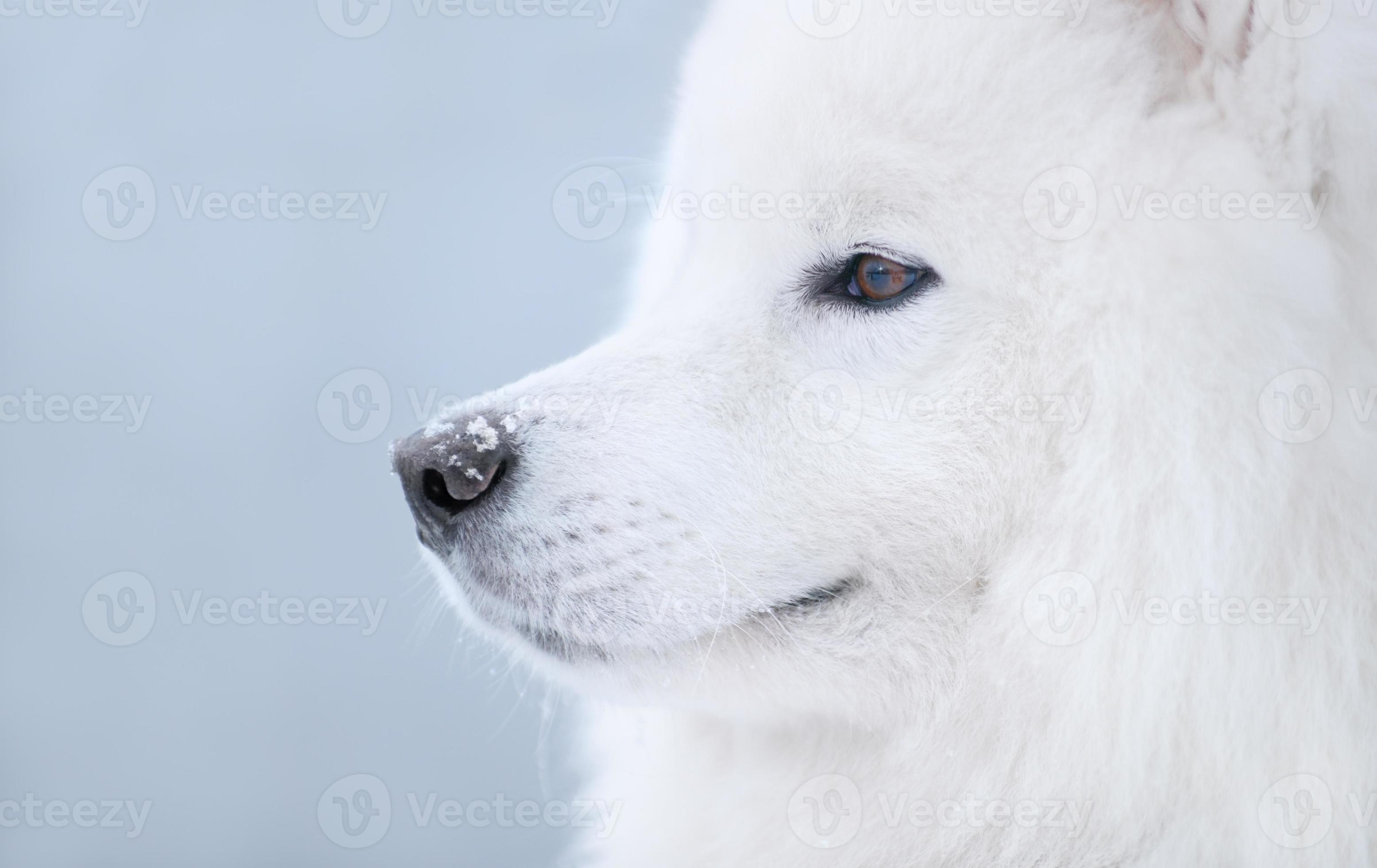 samoyed dog photo