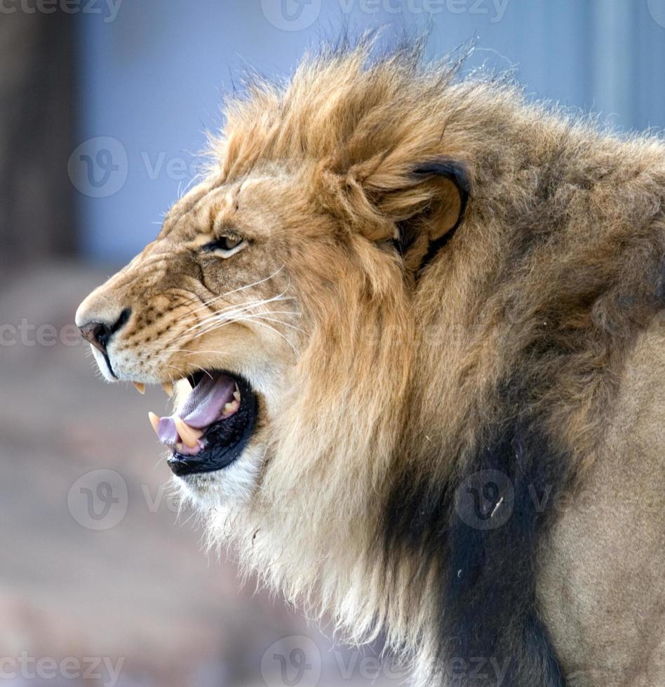 rugido del león africano foto