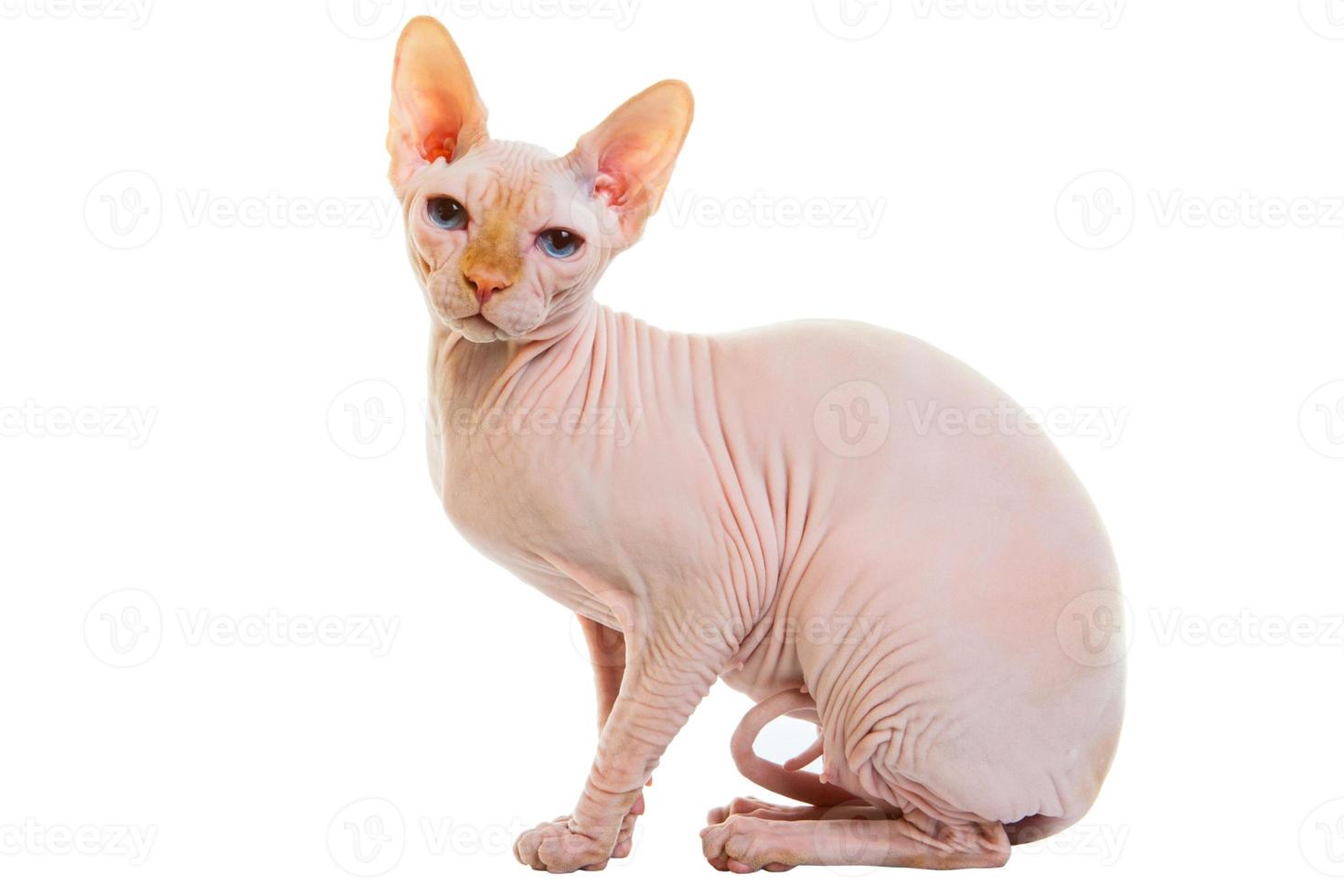 Sphynx hairless cat photo