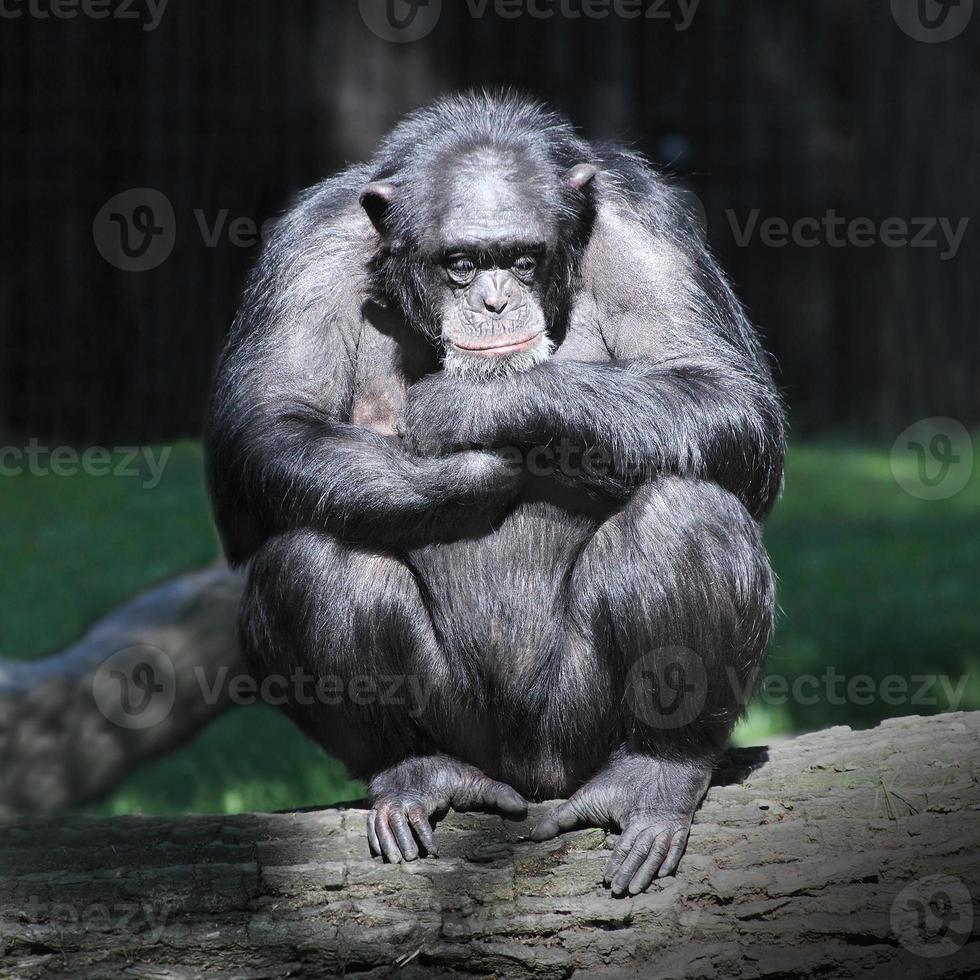 El chimpancé (pantrogloditas). foto