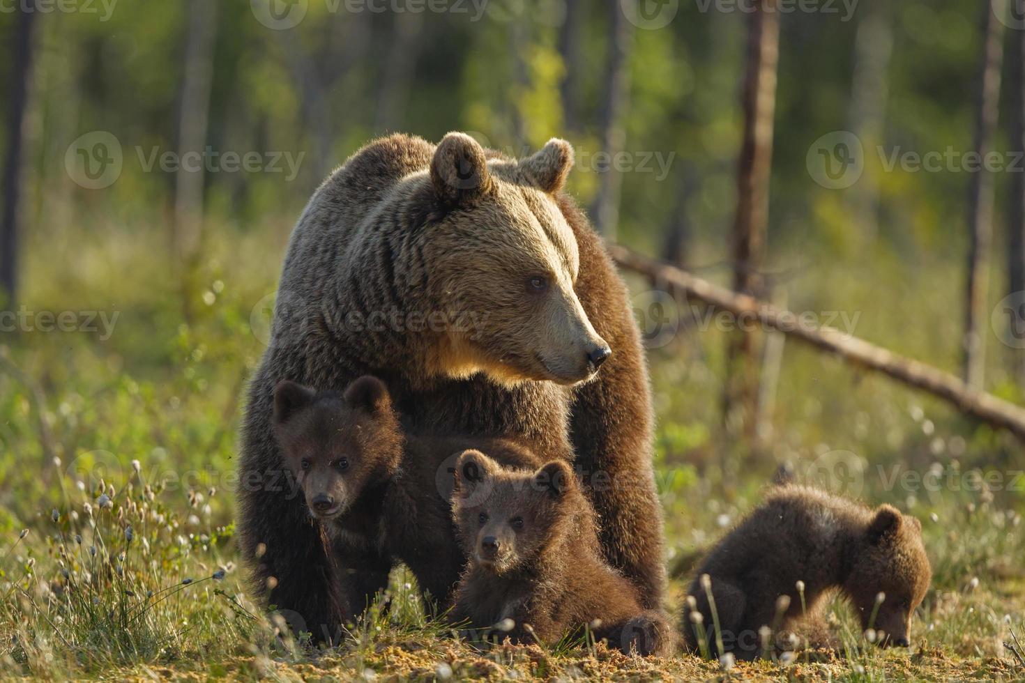 familia oso pardo foto