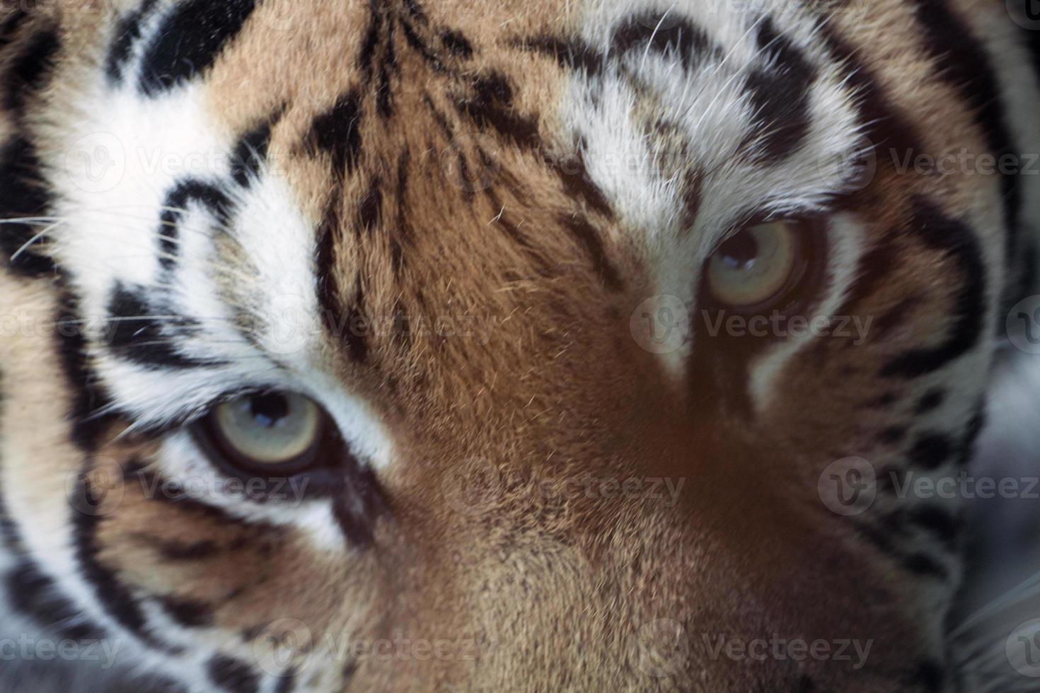 ojo del tigre foto