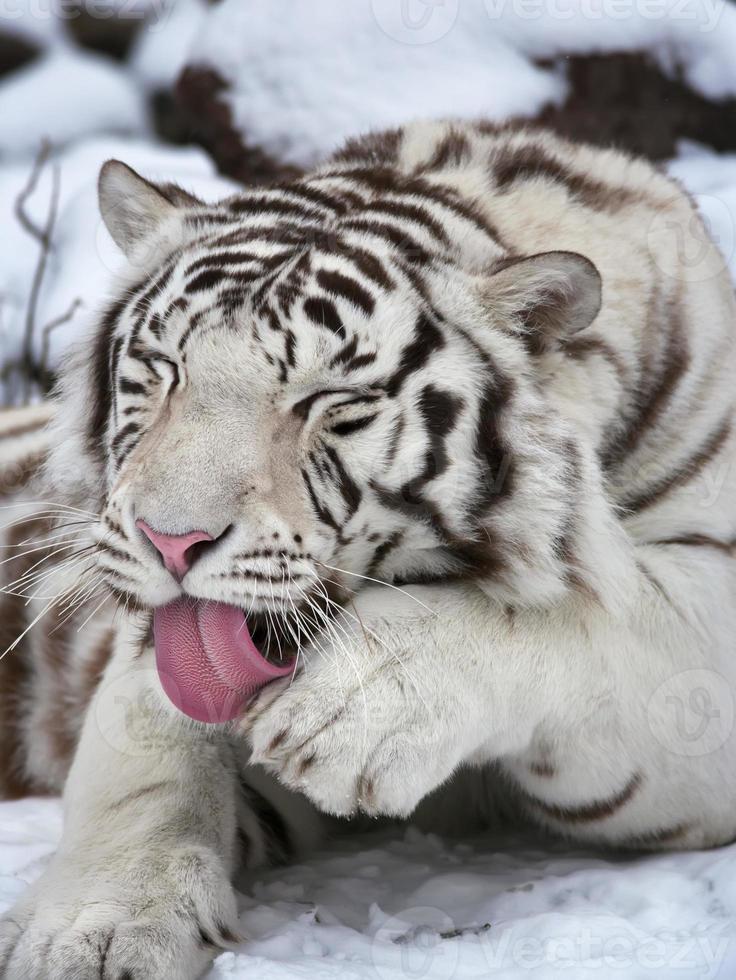 Rest of a white bengal tiger, lying on fresh snow. photo