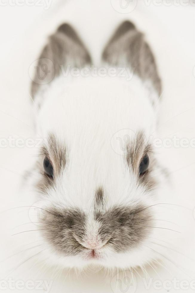 Conejo foto
