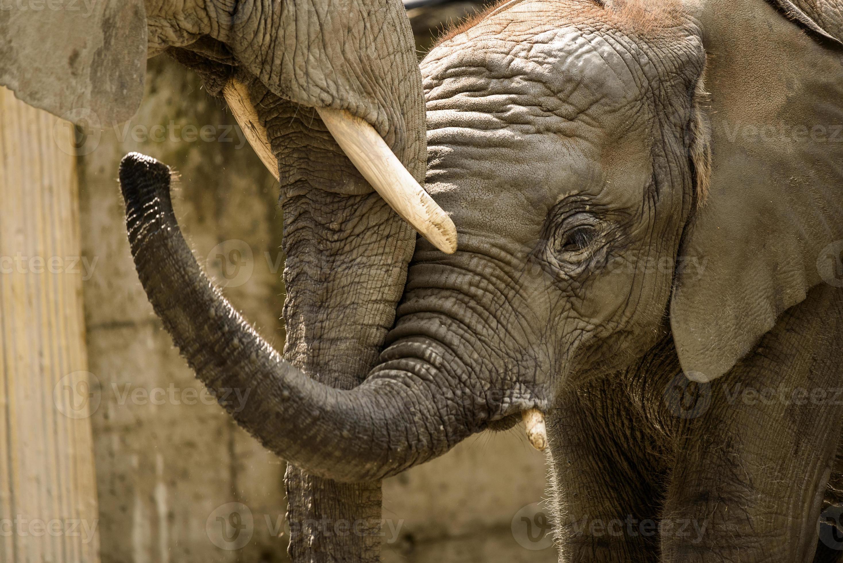 Elephant Baby Stock Photo At Vecteezy