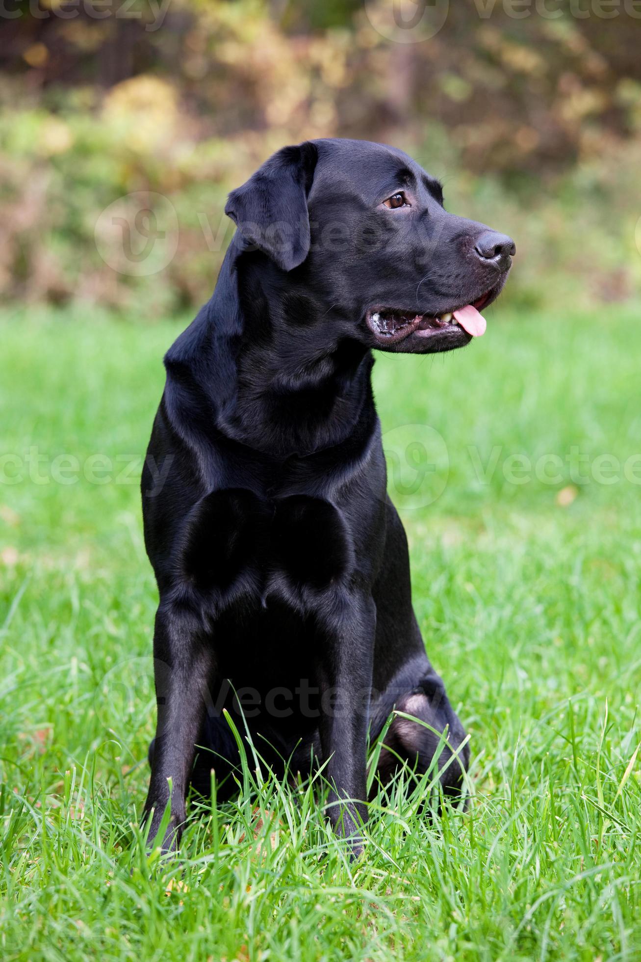 Black labrador retriever 716265 Stock Photo at Vecteezy