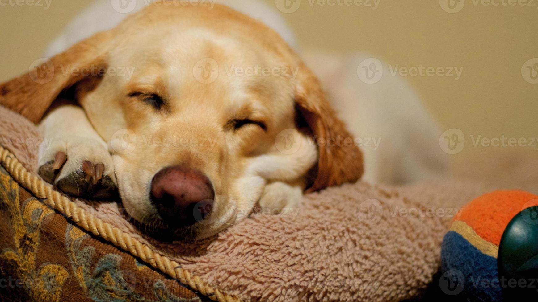 Dog Sleeping on Dog Bed 716363 Stock Photo at Vecteezy