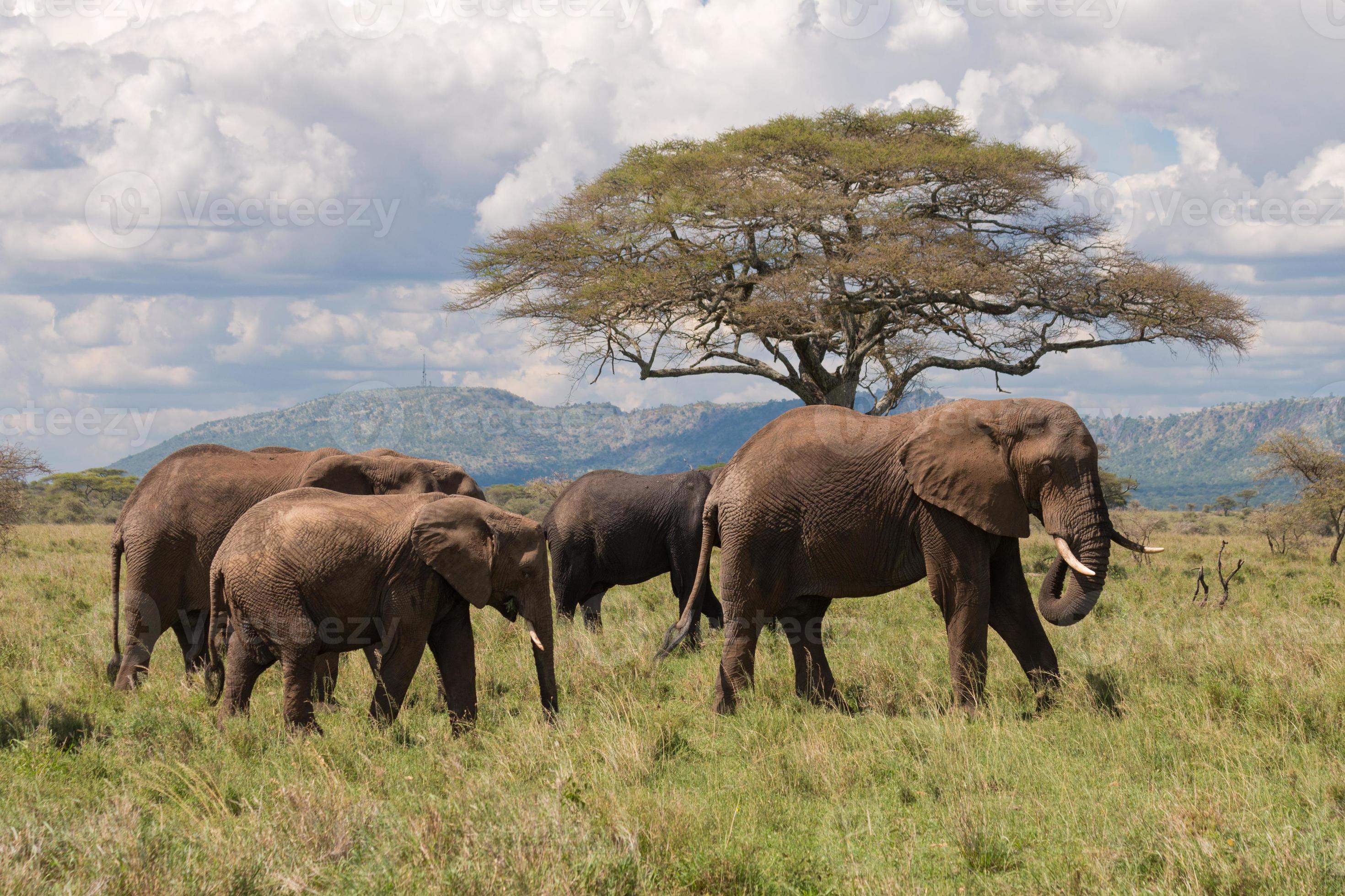 manada de elefantes África oriental caminando foto