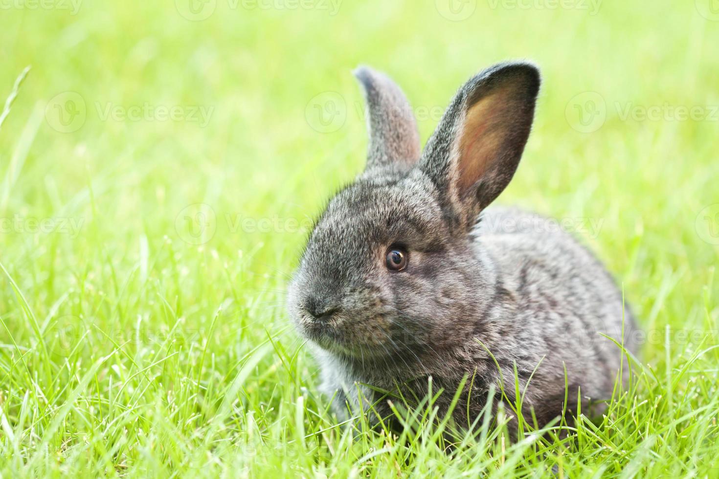 Easter baby rabbit photo