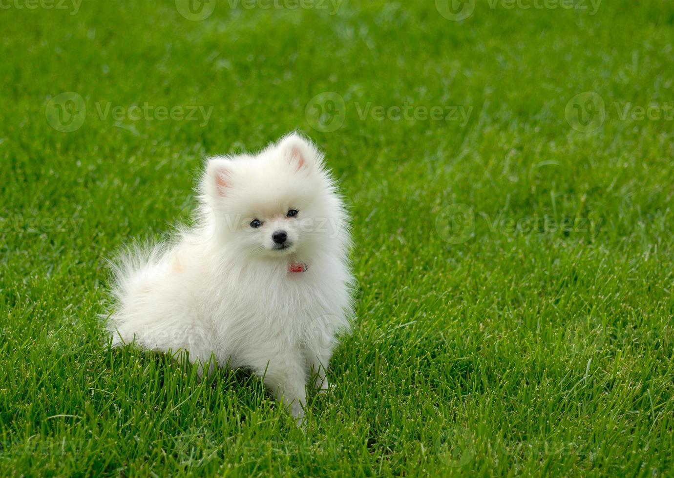 Cachorro Pomerania blanco sobre césped con espacio para texto foto
