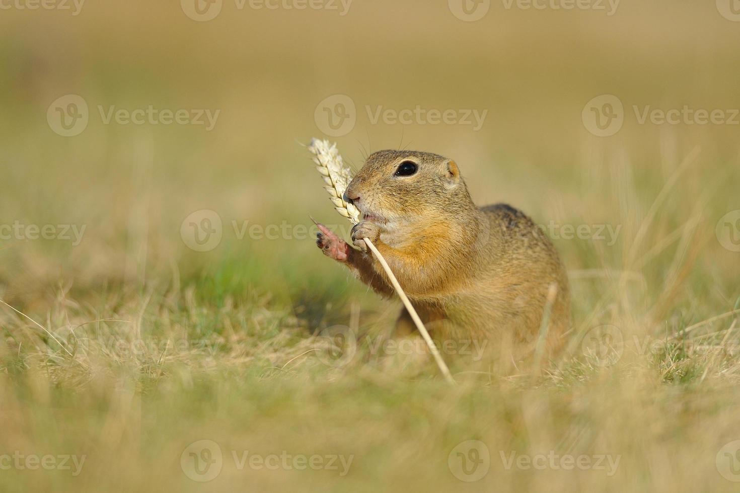 European ground squirrel with ear of avena photo