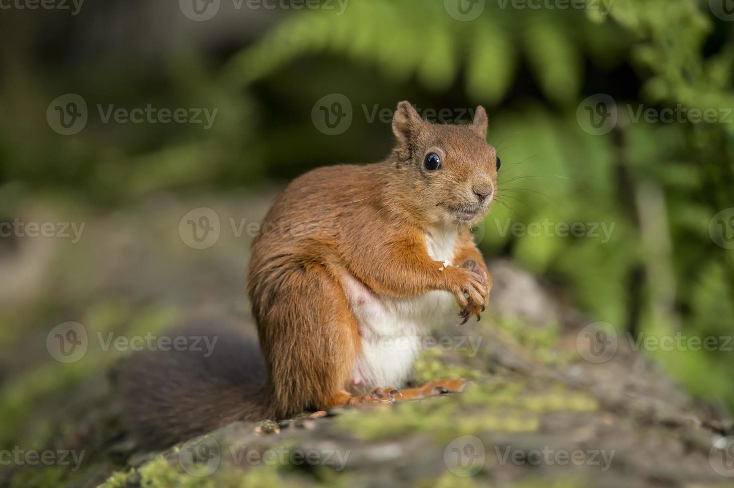 Red squirrel, Sciurus vulgaris, sitting on a tree trunk photo