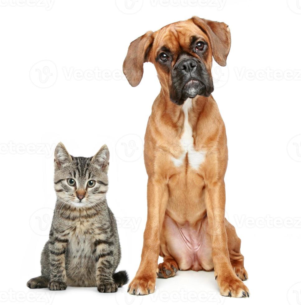 raza de boxer de perro y gato marrón foto