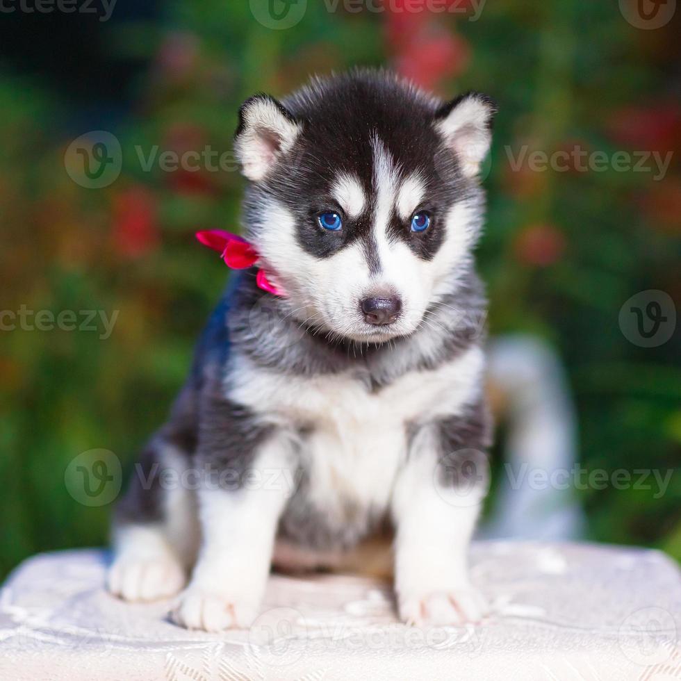 Siberian Husky Puppy Stock Photo At Vecteezy