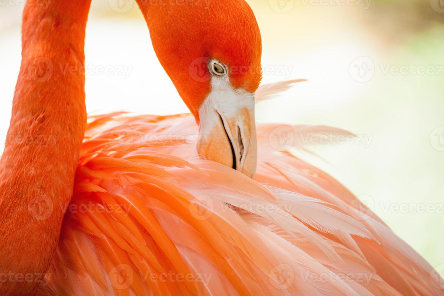 Flamingo preening feathers photo
