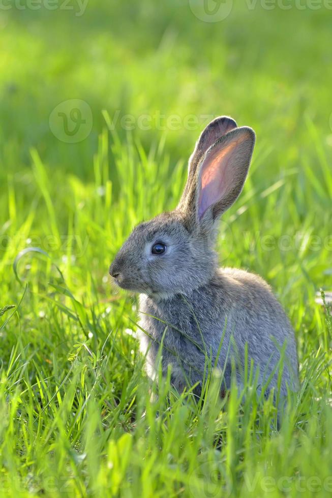 Young rabbit on field photo