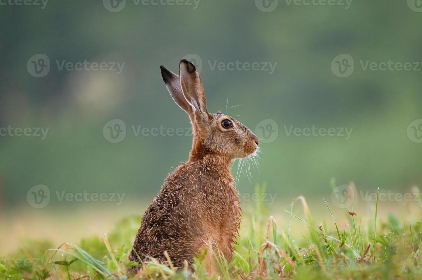 Brown hare sitting in a grass photo