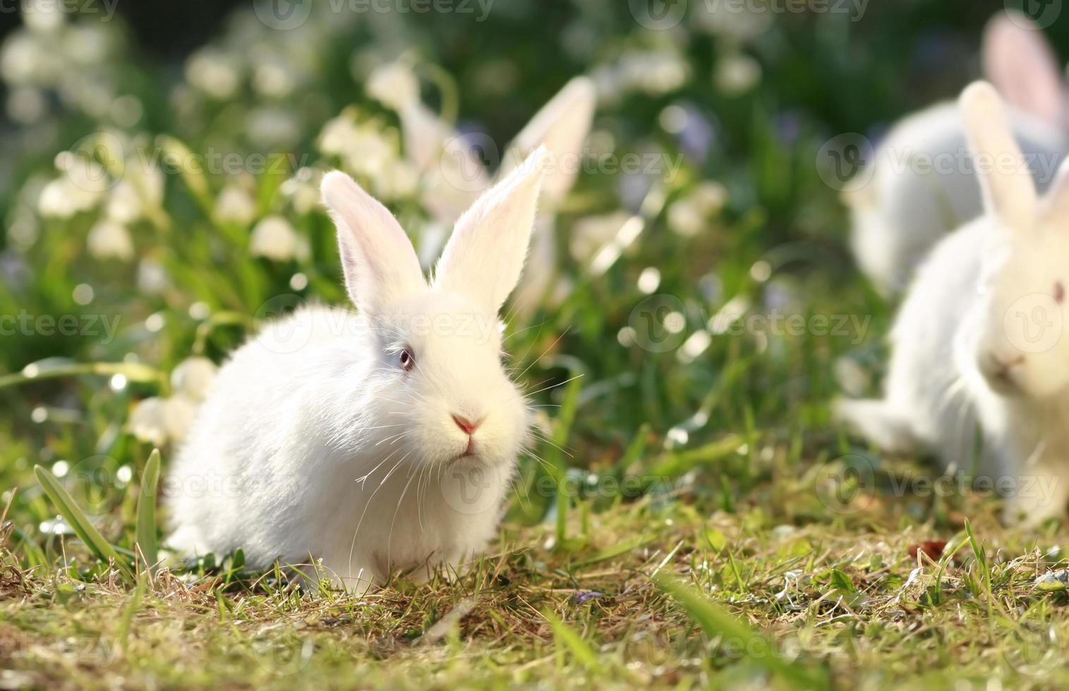 conejos blancos en prado verde foto