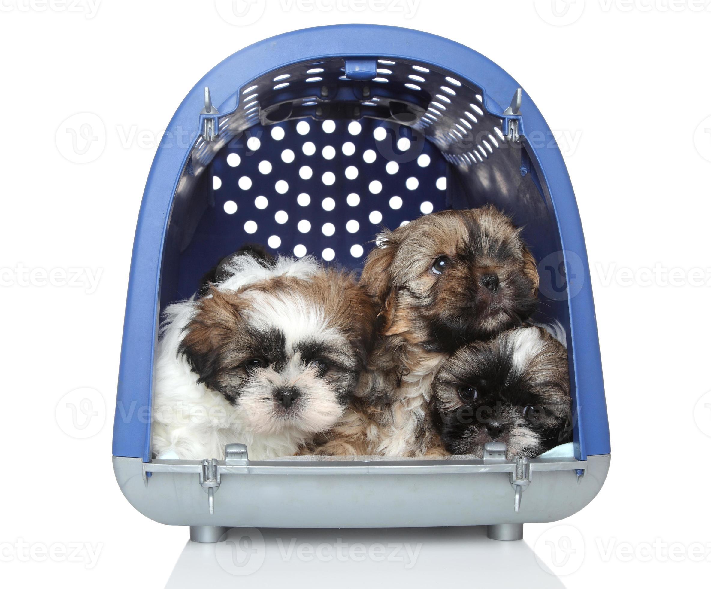 Shih Tzu puppies in plastic carrier on white background 716912 Stock
