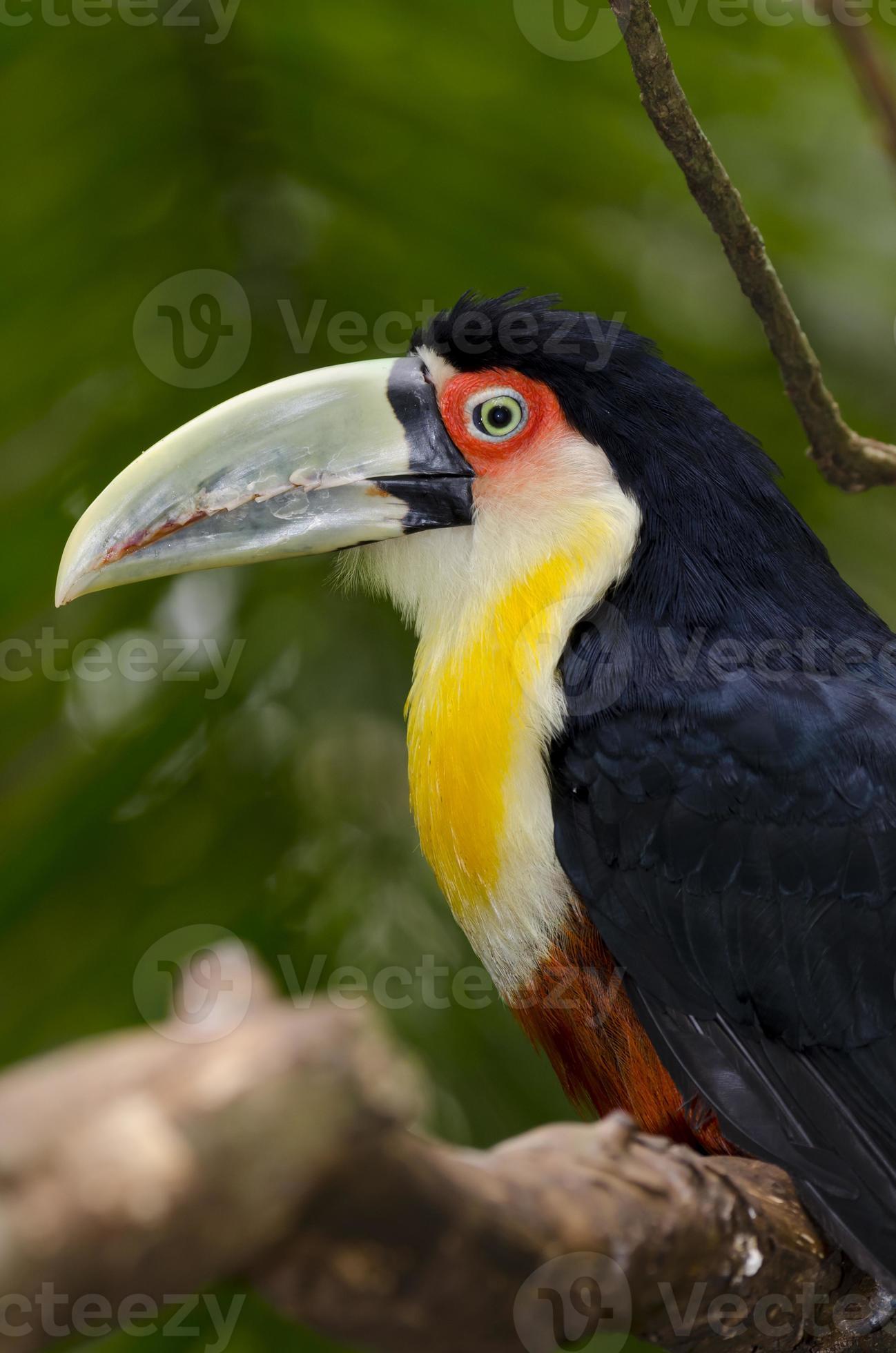 green toucan in Brazil photo